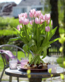 Tulipa Gabriella