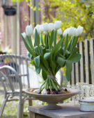 Tulipa Snowboard