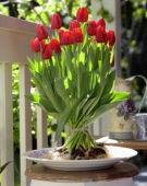 Tulipa Seadov