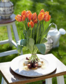 Tulipa Prinses Irene