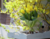 Tulipa Kikomachi