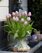 Tulipa Gabriella