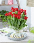 Tulipa Seadov