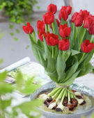 Tulipa Seadov