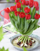 Tulipa Seadov