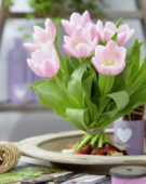 Tulipa Gabriella