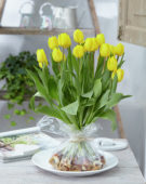 Tulipa Kikomachi