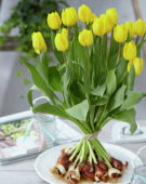 Tulipa Kikomachi