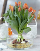 Tulipa Prinses Irene