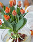 Tulipa Prinses Irene