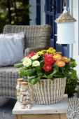 Gerbera Durora Outdoor ® mix Gerbera Durora Outdoor ® mix