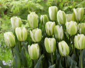 Tulipa Green Spirit