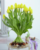 Tulipa Kikomachi