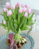 Tulipa Gabriella