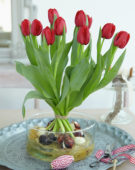 Tulipa Seadov