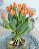 Tulipa Prinses Irene