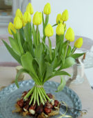 Tulipa Kikomachi