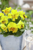 Tasty Viola F1 Yellow Shades