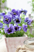 Tasty Viola F1 Sky Blue Shades