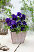 Tasty Viola F1 Blue Shades