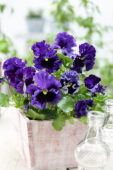 Tasty Viola F1 Blue Shades