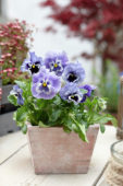 Tasty Viola F1 Light Blue Shades