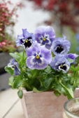 Tasty Viola F1 Light Blue Shades