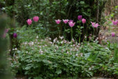 Geranium, Tulipa