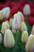 Tulipa Camargue