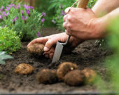 Planting summer bulbs, Begonia