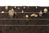 Zomerbollen planten, etage beplanting