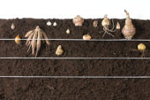 Planting summer bulbs, various planting depth
 
