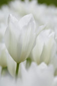 Tulipa white