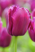 Tulipa pink