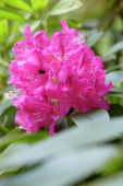 Rhododendron roze