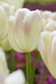 Tulipa Wendy de Liefde