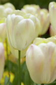 Tulipa Wendy Love