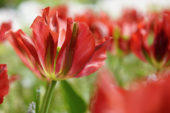 Tulipa rood