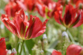 Tulipa rood
