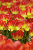 Tulipa Florette