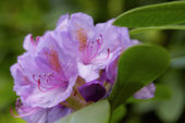 Rhododendron purple