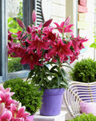 Lilium Dark Romance