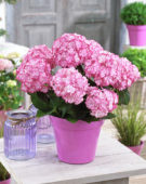 Hydrangea macrophylla Miss Saori®
