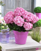 Hydrangea macrophylla Miss Saori®
