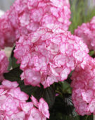 Hydrangea macrophylla Miss Saori®