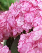 Hydrangea macrophylla Miss Saori®