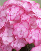 Hydrangea macrophylla Miss Saori®