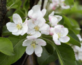 Malus domestica Santana ® Malus domestica Santana ®