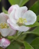 Malus domestica Santana ® Malus domestica Santana ®
