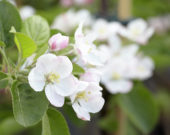 Malus domestica Santana ® Malus domestica Santana ®